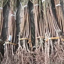 中油四号桃苗，现起现发货，保证纯度保证质量，免费提供种植