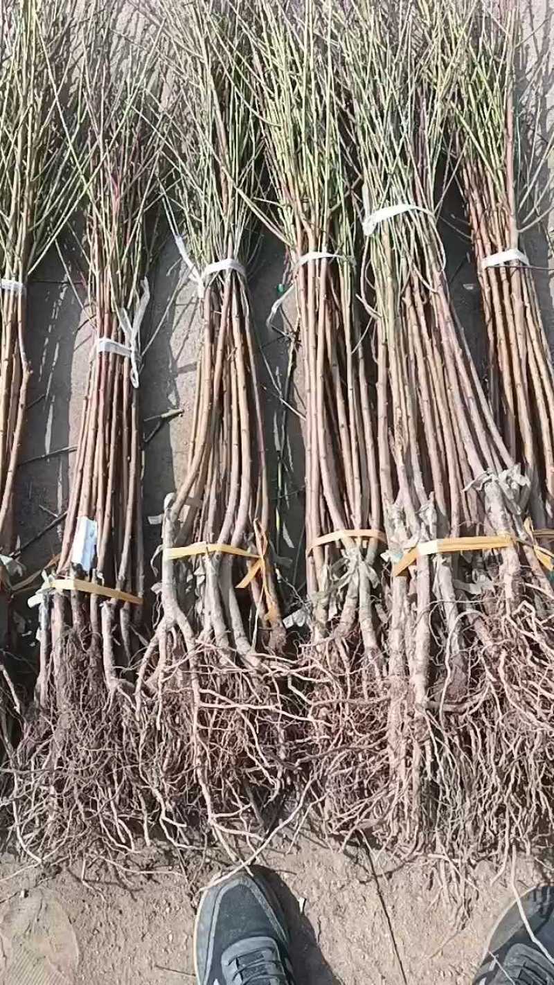 中油四号桃苗，现起现发货，保证纯度保证质量，免费提供种植