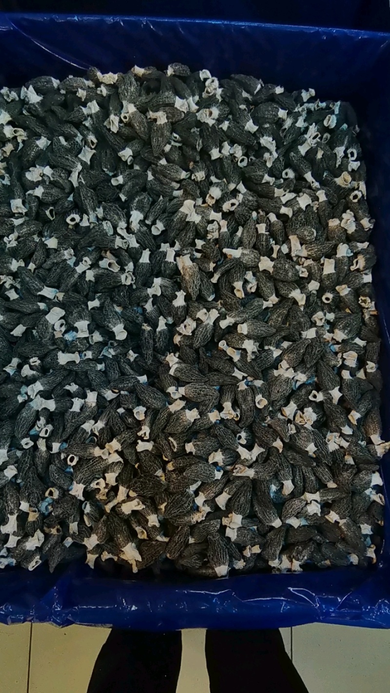 宁夏菌业大量批发羊肚菌六妹厚肉一手货源质量保证欢迎下