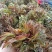 山东红香椿芽头茬红油香椿芽产地现摘现发货一条龙服务可代发