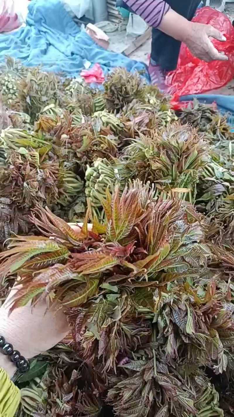 山东红香椿芽头茬红油香椿芽产地现摘现发货一条龙服务可代发