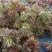 山东红香椿芽头茬红油香椿芽产地现摘现发货一条龙服务可代发