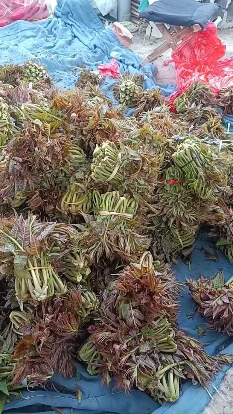 山东红香椿芽头茬红油香椿芽产地现摘现发货一条龙服务可代发