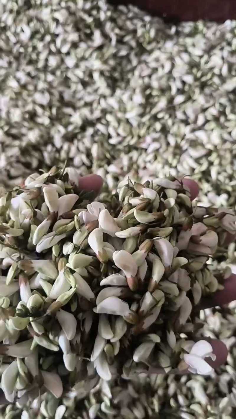 槐花，野菜，洋槐花，含苞待放花骨朵，可供商超，产地直供！