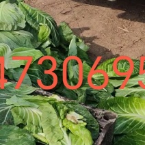 甘蓝装车中，产地直供新鲜货。