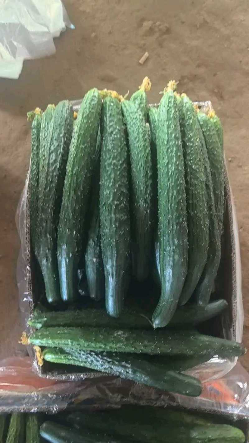 黄瓜顶花带刺青条白肉黑条青肉市场货电商货