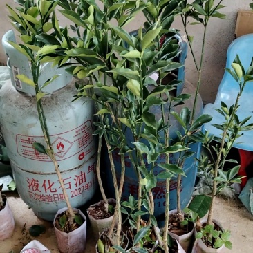 脆蜜金柑苗改良过的新品种大果子蜜甜好吃产量高