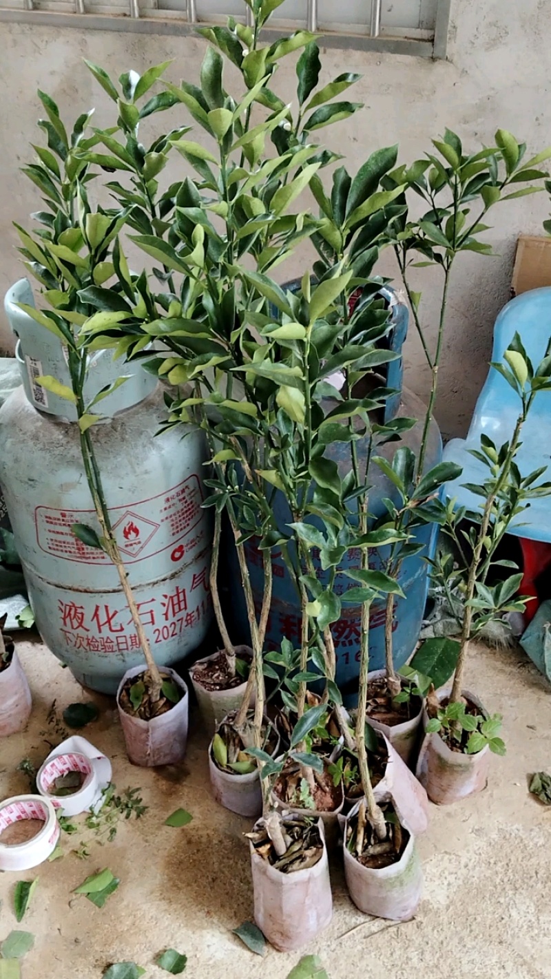 脆蜜金柑苗改良过的新品种大果子蜜甜好吃产量高