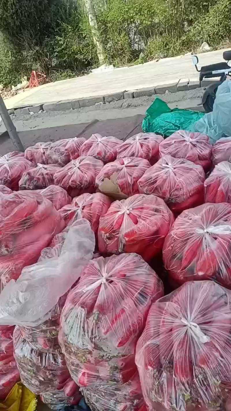 山东红皮水萝卜，新鲜萝卜大量上市产地现挖现发可对接酱菜厂