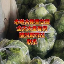 山东聊城精品圆包菜/甘蓝/量大价优/可视频看货/欢迎咨询
