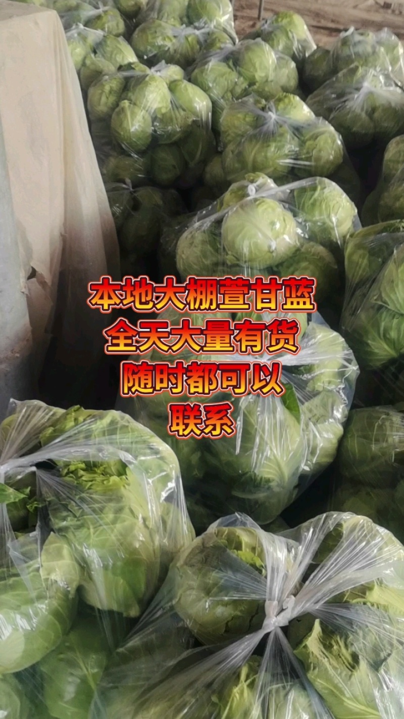 圆包菜/