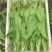河北油麦菜精品油麦菜全国发货货量充足配花车
