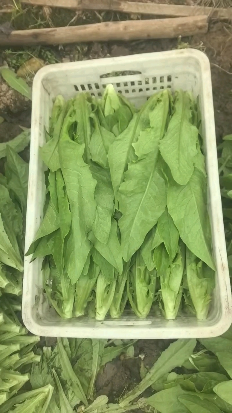 河北油麦菜精品油麦菜全国发货货量充足配花车