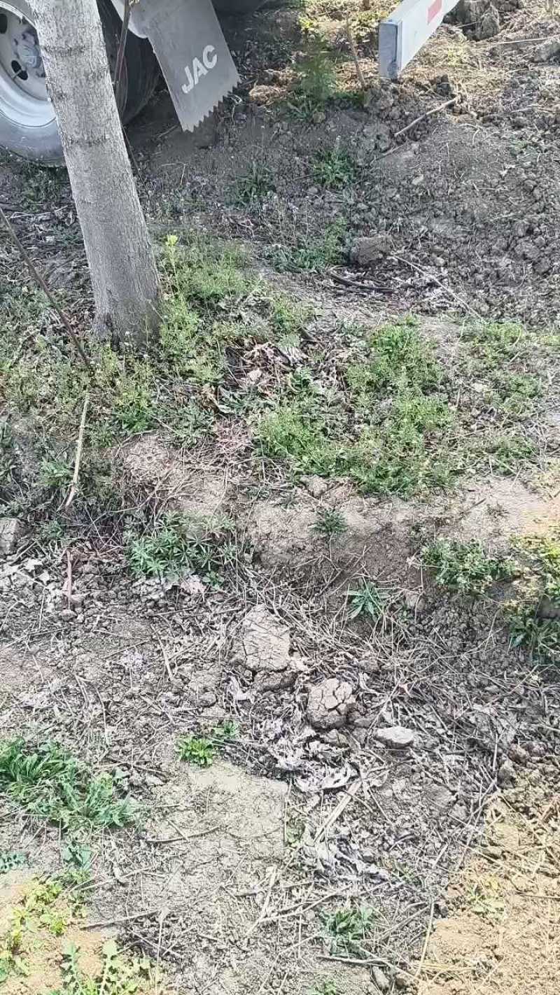 杨树3412速生杨，3804速大量上市，保证现挖现装。