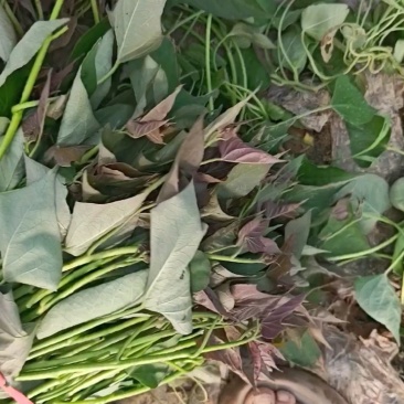 大田西瓜红成活率高，结薯率早，品相好，基地直供