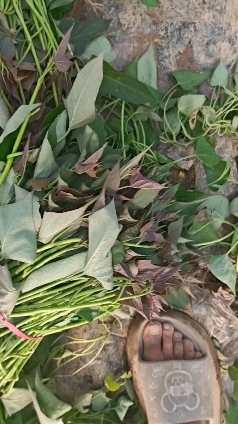 大田西瓜红成活率高，结薯率早，品相好，基地直供
