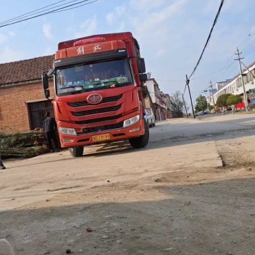 河南南阳一手竹子货源，物养价廉，成活率高