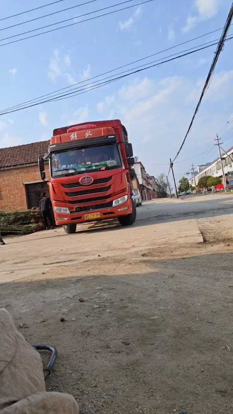 河南南阳一手竹子货源，物养价廉，成活率高
