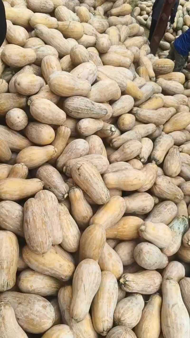 密本南瓜大量上市，对接市场，档口，电商商超，价格美丽