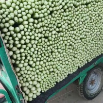 天然新鲜菠菜电商供货全国供应