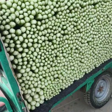 天然新鲜菠菜电商供货全国供应