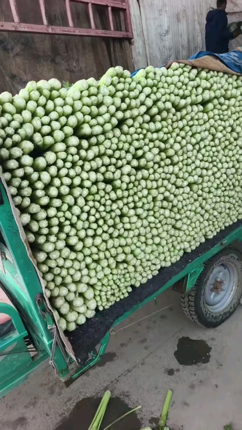 天然新鲜菠菜电商供货全国供应