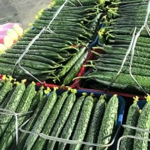 山东黄瓜，兰陵青瓜，精品密刺黄瓜，一手货源质量保证！