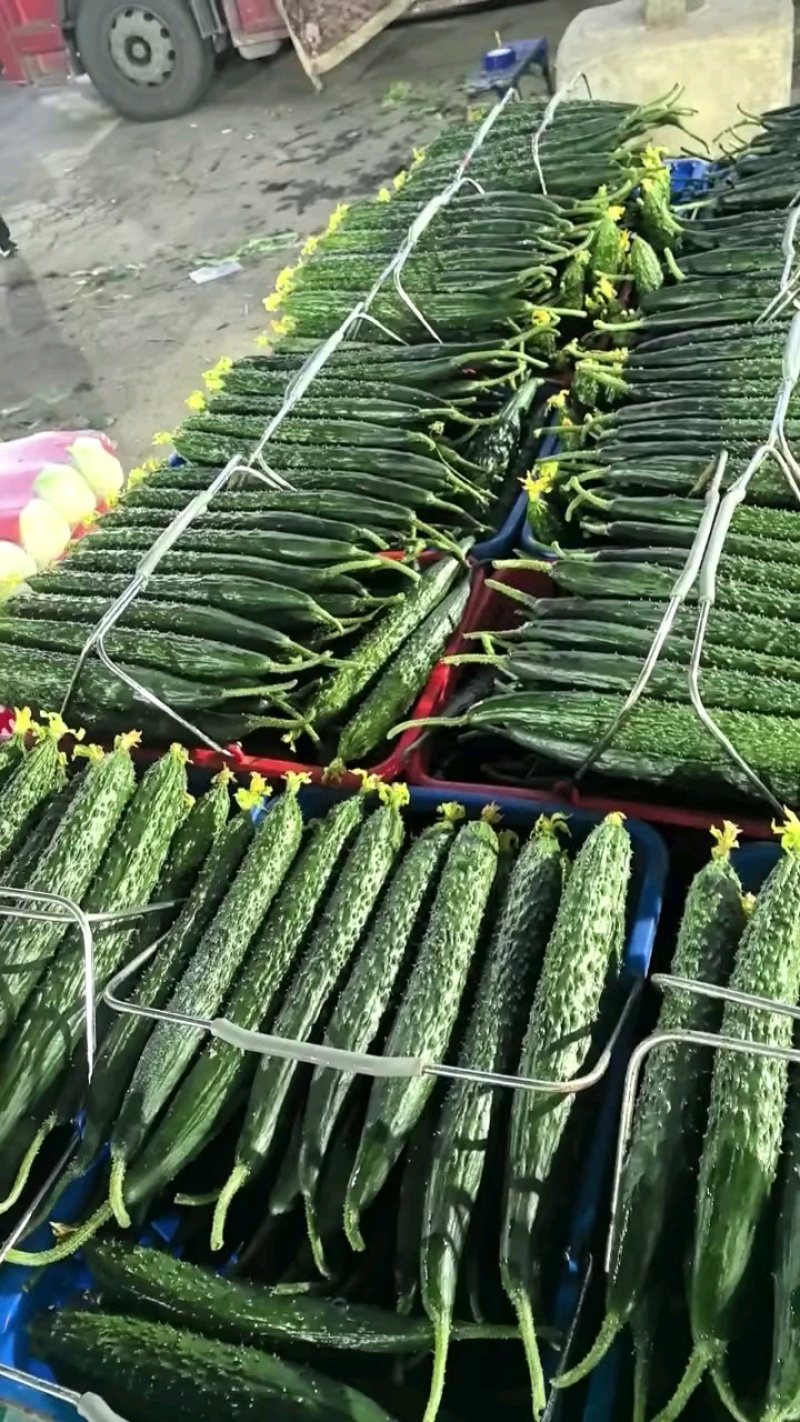 山东黄瓜，兰陵青瓜，精品密刺黄瓜，一手货源质量保证！