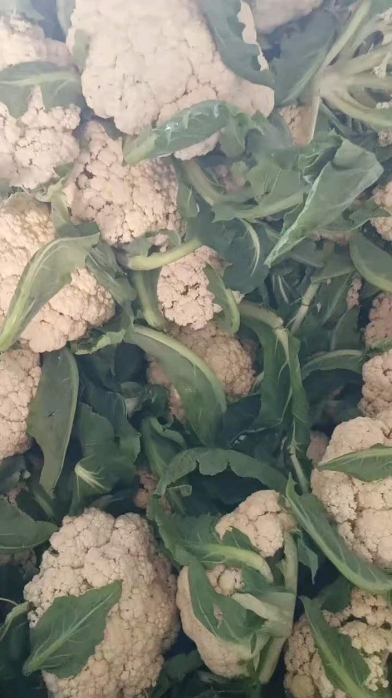 菜花好货/大量有货/货源充足/欢迎选购