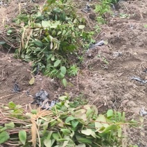 湘蕾五号金银花苗产量高湘蕾5号适应强，易管理基地现挖现发