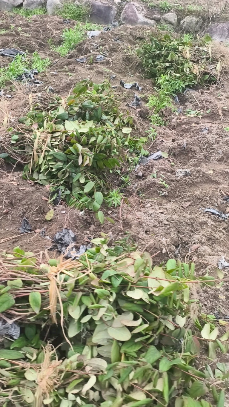 湘蕾五号金银花苗产量高湘蕾5号适应强，易管理基地现挖现发