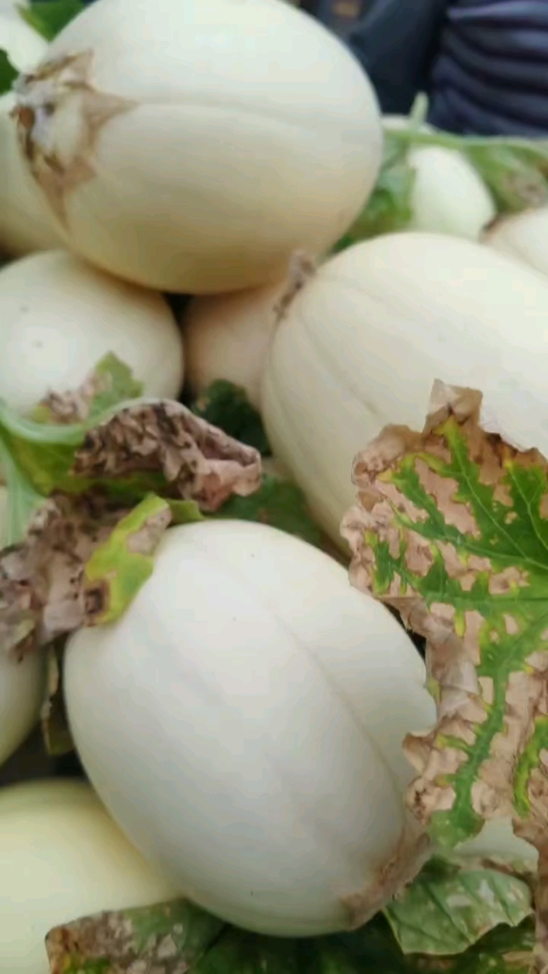 【热销】台州东方蜜甜瓜精品甜瓜上市中，质优价廉，欢迎咨询