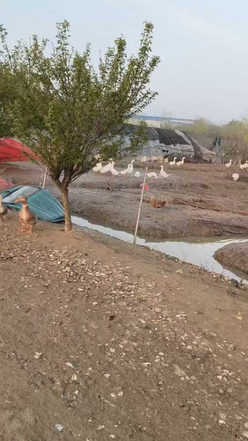 大白鹅散养鹅肉质紧实细腻口感好可活物发货也可白条发货按需协商