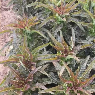 华州红叶昏笋上市，叶好杆的美，可装毛笋，打捆都行，要联系