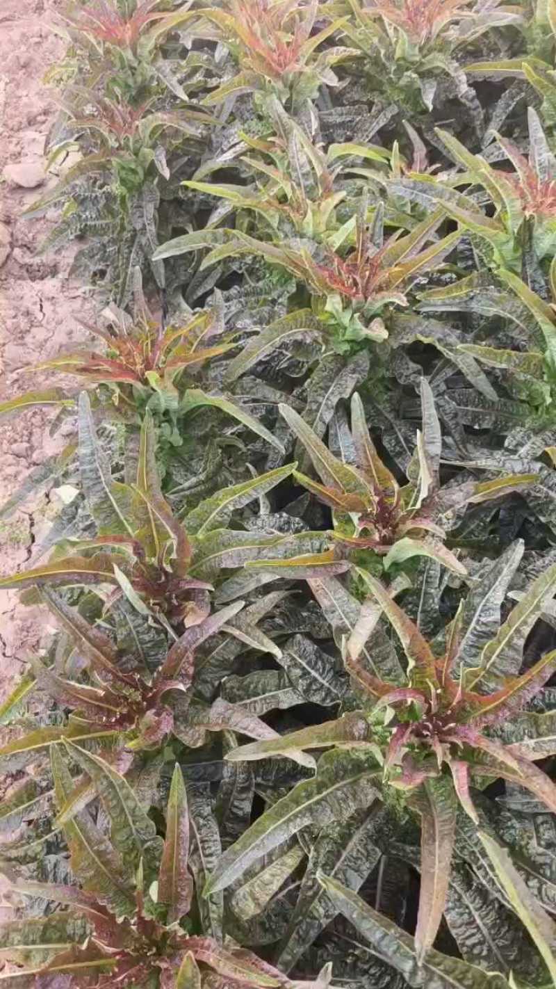 华州红叶昏笋上市，叶好杆的美，可装毛笋，打捆都行，要联系