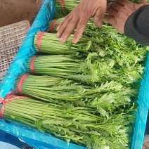 茼蒿菜降价了，便宜又漂亮！