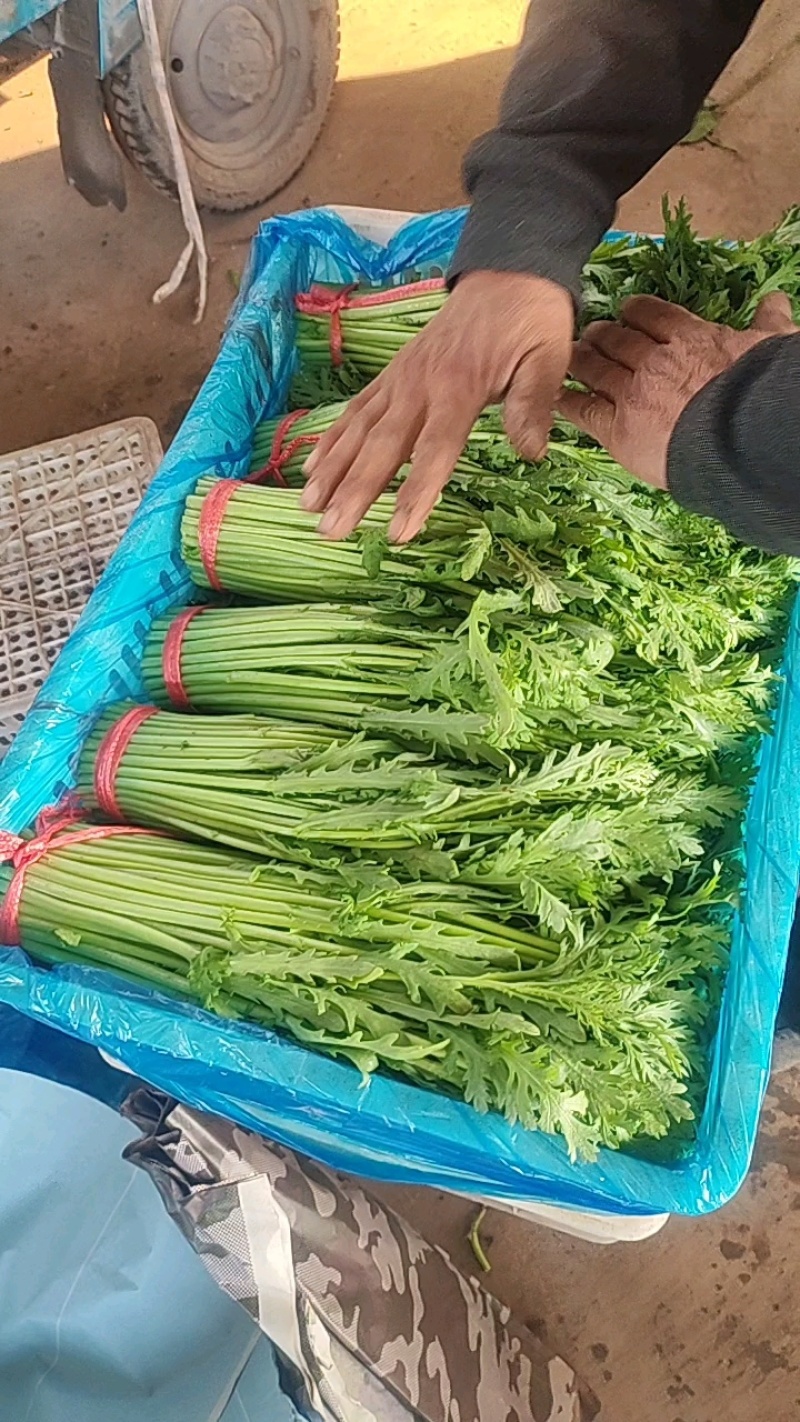 茼蒿菜降价了，便宜又漂亮！