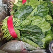 河北邯郸菠菜有大棚有基地一年四季供应欢迎下单