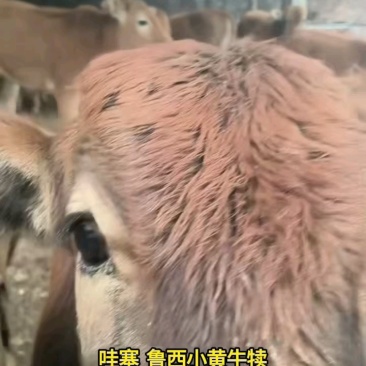 西门塔尔，鲁西黄牛，育肥牛，牛犊活牛视频选牛，货到付款，