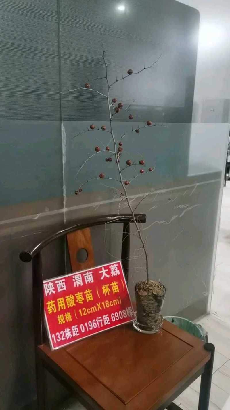 陕西药用酸枣树苗，当年挂果，大杯苗成活率高！