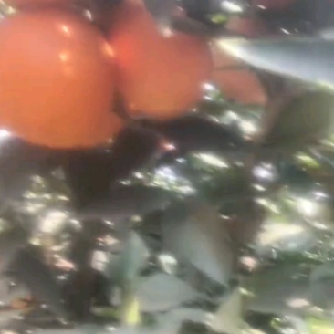 来自天府沃土的阳光甜果脐橙，口感纯口，果肉饱满