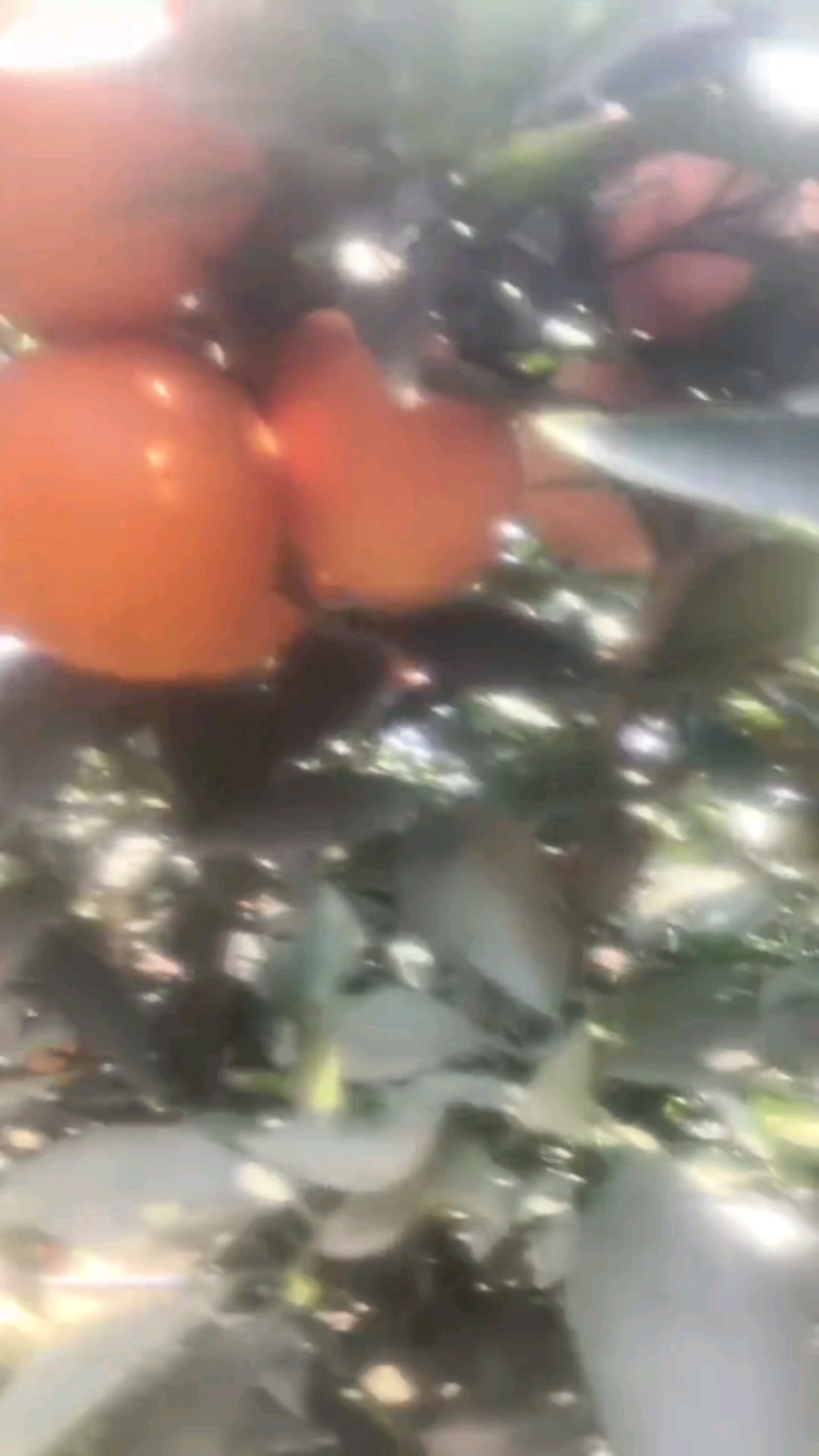 来自天府沃土的阳光甜果脐橙，口感纯口，果肉饱满