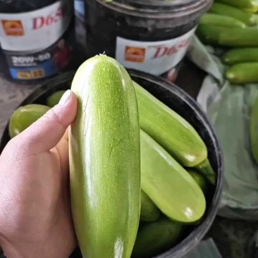 精品西葫芦角瓜大量上市中对接商超连锁电商平台