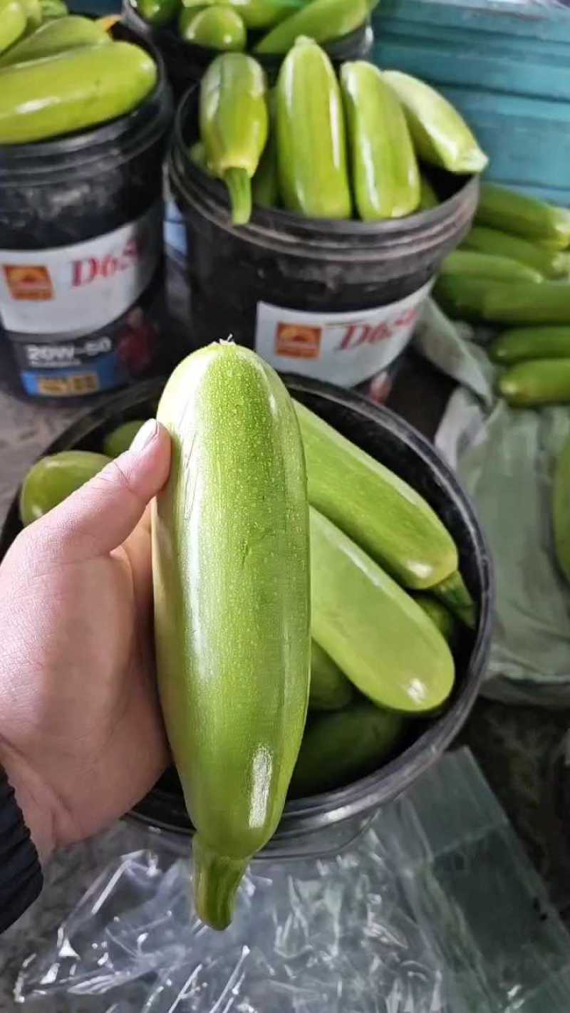 精品西葫芦角瓜大量上市中对接商超连锁电商平台