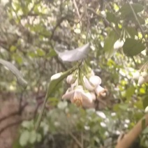 广西沙田柚，品质保证，产地直发，价格优惠，诚信第一