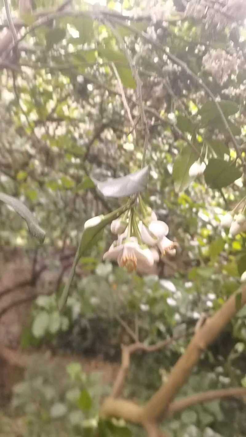 广西沙田柚，品质保证，产地直发，价格优惠，诚信第一