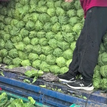 山东郯城，包菜甘蓝大量上市，质量很好，价格便宜需要的联系