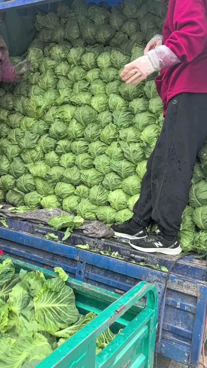 山东郯城，包菜甘蓝大量上市，质量很好，价格便宜需要的联系