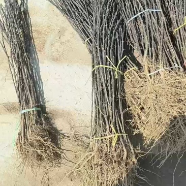 花椒苗1年大红袍花椒苗根系发达移栽成活率高
