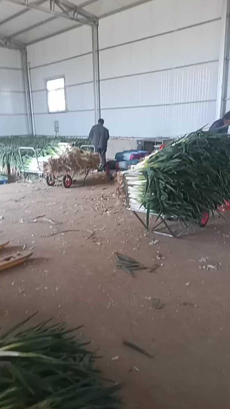 代卖大葱，多规格可选，有货速联！